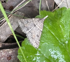 Dichromodes mesogonia