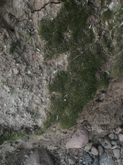 Dicranella heteromalla