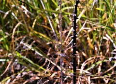 Muhlenbergia porteri