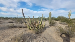 Lophocereus schottii