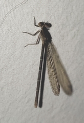 Argia immunda