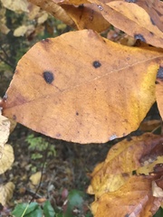 Carya tomentosa