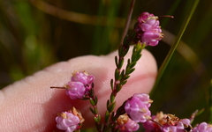 Erica spumosa