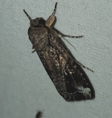 Spodoptera frugiperda