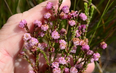 Erica spumosa