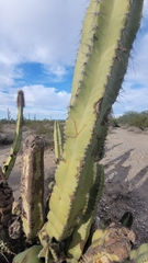 Lophocereus schottii