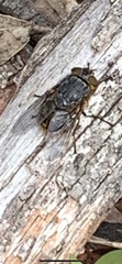 Calliphora