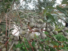 Eucalyptus gomphocephala