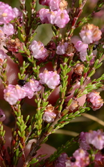 Erica spumosa