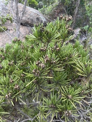 Senecio barbertonicus