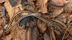 Psammophis orientalis