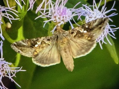 Chrysodeixis includens