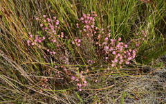 Erica spumosa