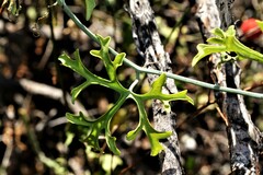 Ibervillea tenuisecta