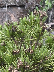 Senecio barbertonicus