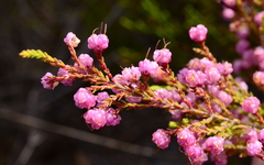 Erica spumosa