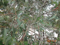 Eucalyptus gomphocephala