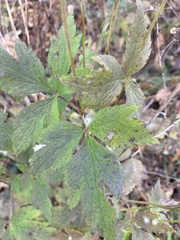 Anemone virginiana