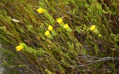 Lachnaea aurea