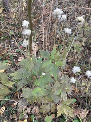 Anemone virginiana