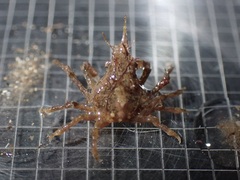 Menaethius monoceros