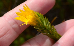 Lachnaea aurea