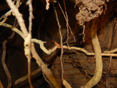 Dendropsophus microcephalus