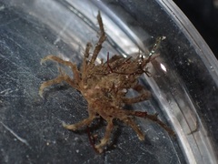 Menaethius monoceros