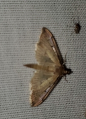 Herpetogramma bipunctalis
