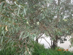 Eucalyptus gomphocephala