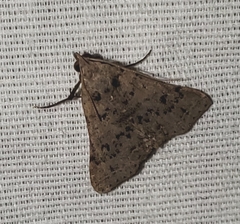 Bleptina caradrinalis