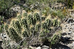 Echinocereus enneacanthus enneacanthus