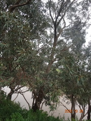 Eucalyptus gomphocephala