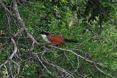 Centropus superciliosus burchellii