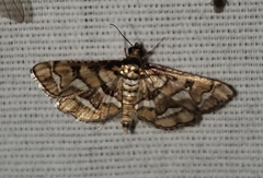 Hileithia magualis