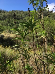 Leonotis leonurus