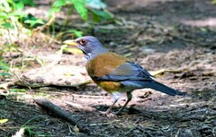 Turdus rufopalliatus