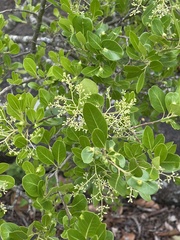 Apodytes dimidiata dimidiata