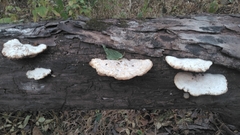 Trametes suaveolens