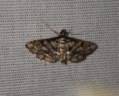 Hileithia magualis