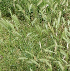 Hordeum murinum leporinum