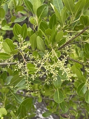 Apodytes dimidiata dimidiata