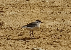 Charadrius pecuarius