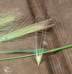 Hordeum murinum leporinum