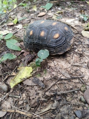 Chelonoidis carbonarius