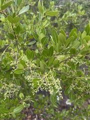 Apodytes dimidiata dimidiata