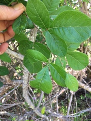 Searsia pyroides pyroides
