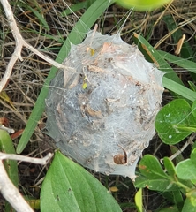 Palystes superciliosus