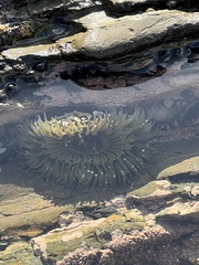 Anthopleura
