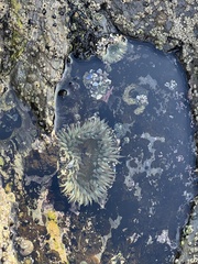 Anthopleura